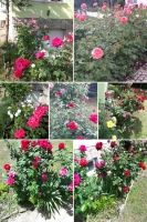 Piliscsaba ingatlanok