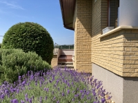 Piliscsaba ingatlanok